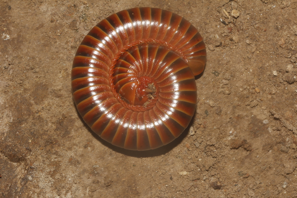 Messicobolus hoogstraali