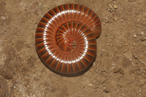 Messicobolus hoogstraali