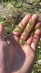 Symphyotrichum pilosum