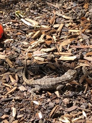 Sceloporus occidentalis bocourtii