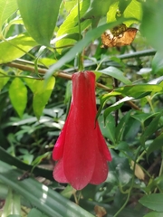 Lapageria rosea