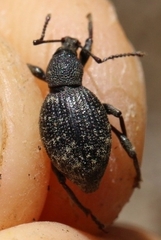 Otiorhynchus