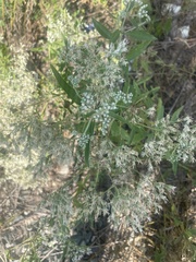 Eupatorium serotinum