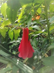 Lapageria rosea