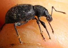 Otiorhynchus