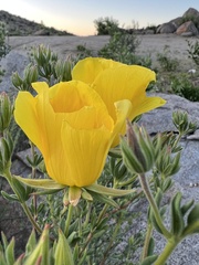 Balbisia