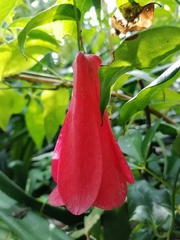 Lapageria rosea