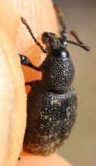 Otiorhynchus