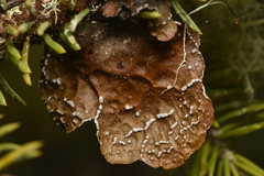 Lobaria anomala