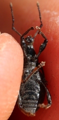 Otiorhynchus
