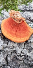 Trametes coccinea