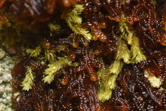 Douinia ovata