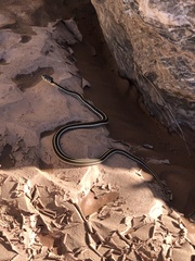 Thamnophis cyrtopsis