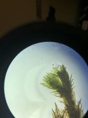 Atrichum altecristatum