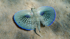 Dactylopterus volitans