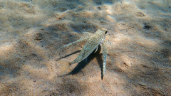 Dactylopterus volitans
