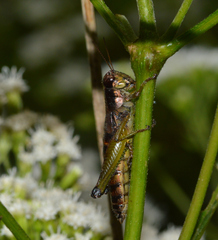Melanoplus gracilis