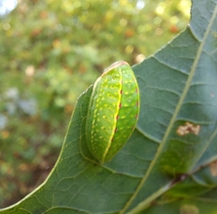 Apoda limacodes