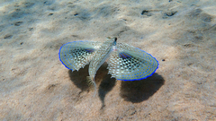 Dactylopterus volitans
