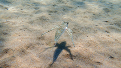 Dactylopterus volitans