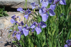 Iris hookeri