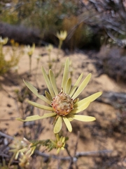 Leucadendron nitidum