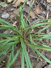 Carex intumescens