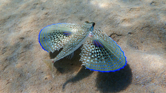 Dactylopterus volitans