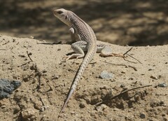 Dipsosaurus dorsalis