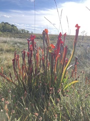 Sarracenia
