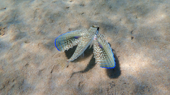 Dactylopterus volitans