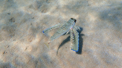 Dactylopterus volitans