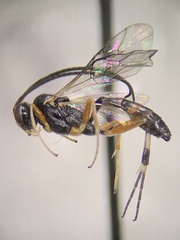 Campopleginae