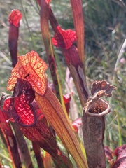 Sarracenia