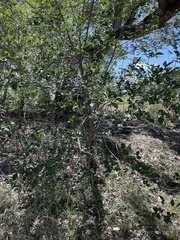 Celtis reticulata