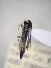 Campopleginae