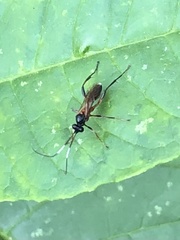 Agrothereutina