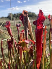 Sarracenia