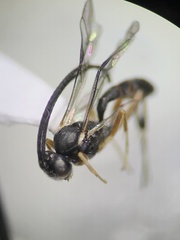 Campopleginae