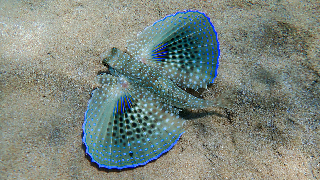 Pesce civetta