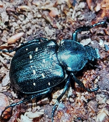 Gnorimus variabilis
