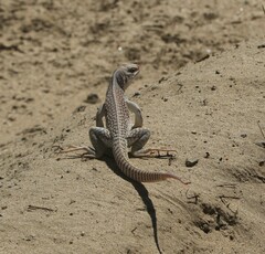 Dipsosaurus dorsalis