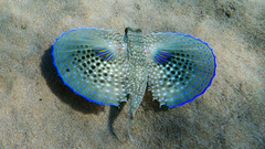 Dactylopterus volitans