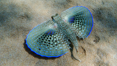 Dactylopterus volitans