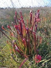 Sarracenia
