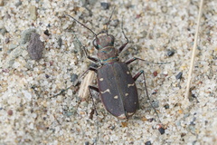 Cicindela duodecimguttata