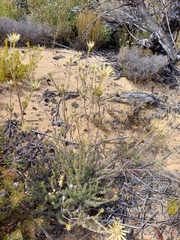 Leucadendron nitidum