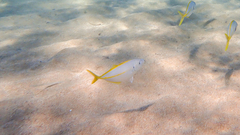 Pseudocaranx dentex