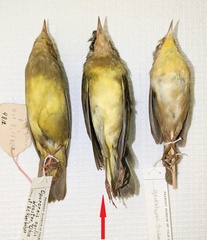 Oporornis agilis