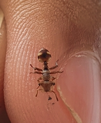 Cephalotes umbraculatus